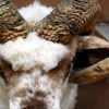 Stuffed head of an old big ram