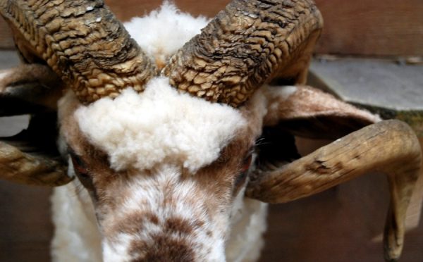 Stuffed head of an old big ram