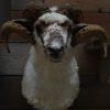 Stuffed head of a Scotish highland cow.