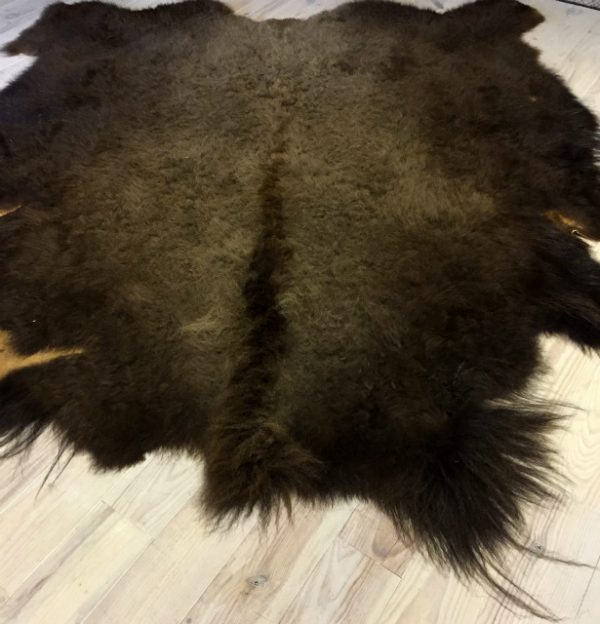 Very large skin of an American bison