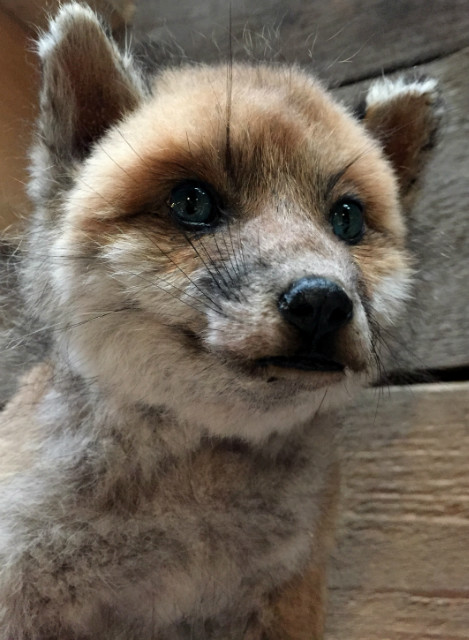 Mounted young fox