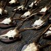 Antlers of very large roe buck