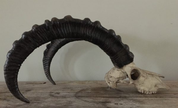 Heavy skull of an ibex.
