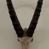 Heavy skull of an ibex.