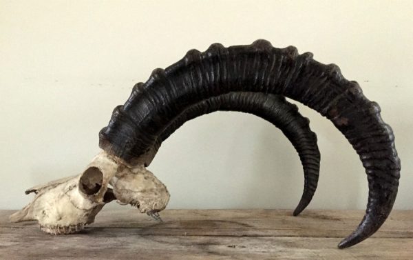 Heavy skull of an ibex.