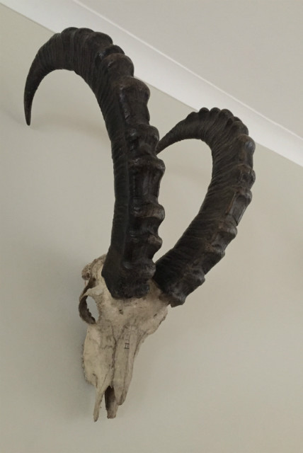 Heavy skull of an ibex.