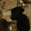 Stuffed head of a Scotish highland cow.