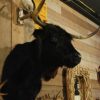 Stuffed head of a Scotish highland cow.