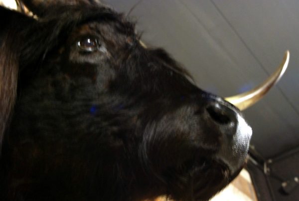 Stuffed head of a Scotish highland cow.