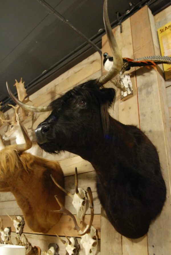 Stuffed head of a Scotish highland cow.