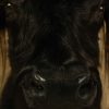 Stuffed head of a Scotish highland cow.