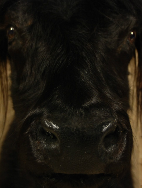 Stuffed head of a Scotish highland cow.