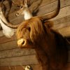 Stuffed head of a Scotish highland cow.