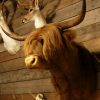 Stuffed head of a Scotish highland cow.