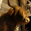 Stuffed head of a Scotish highland cow.