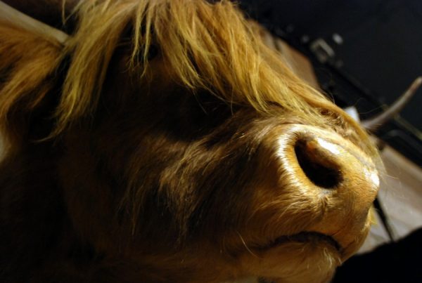 Stuffed head of a Scotish highland cow.