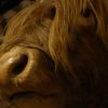 Stuffed head of a Scotish highland cow.