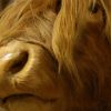 Stuffed head of a Scotish highland cow.