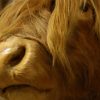 Stuffed head of a Scotish highland cow.