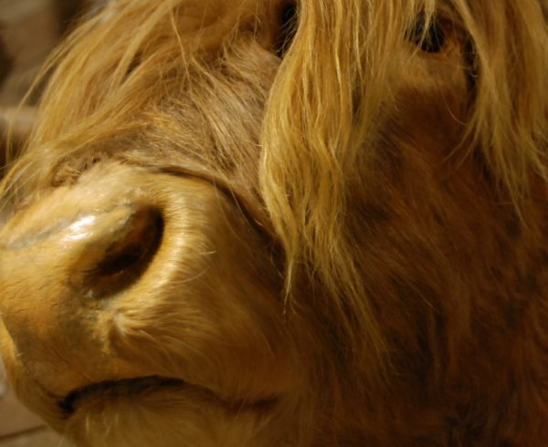 Stuffed head of a Scotish highland cow.