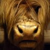 Stuffed head of a Scotish highland cow.