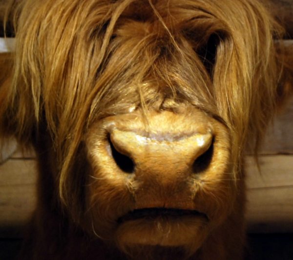 Stuffed head of a Scotish highland cow.