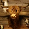 Stuffed head of a Scotish highland cow.