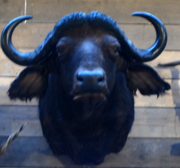 Big trophy head of a Cape buffalo