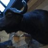 Big trophy head of a Cape buffalo