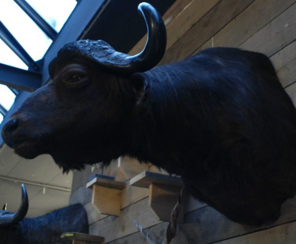 Big trophy head of a Cape buffalo