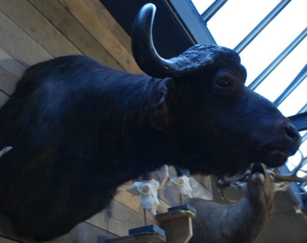 Grote opgezette kop van een Kaapse buffel.