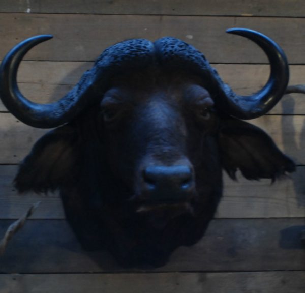 Grote opgezette kop van een Kaapse buffel.