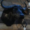 Opgezette kop van en Kaapse buffel