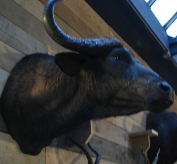 Opgezette kop van en Kaapse buffel