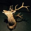 Excelent trophy head of a big red stag.