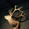 Excelent trophy head of a big red stag.