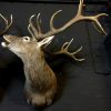 Excelent trophy head of a big red stag.