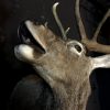 Excelent trophy head of a big red stag.