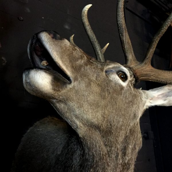 Excelent trophy head of a big red stag.