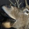 Excelent trophy head of a big red stag.