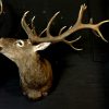 Excelent trophy head of a big red stag.