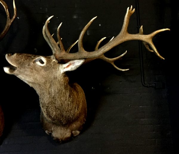 Excelent trophy head of a big red stag.
