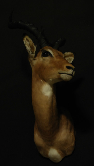 Fine trophy head of an impala.