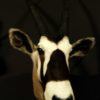 Nek mount van een oryx.
