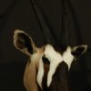 Neck mount from an oryx with hugh antlers