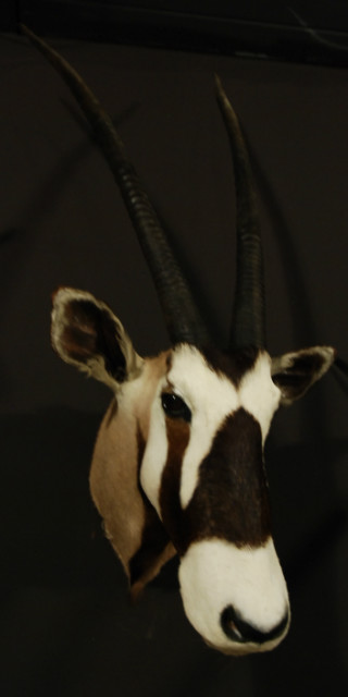 Neck mount from an oryx with hugh antlers