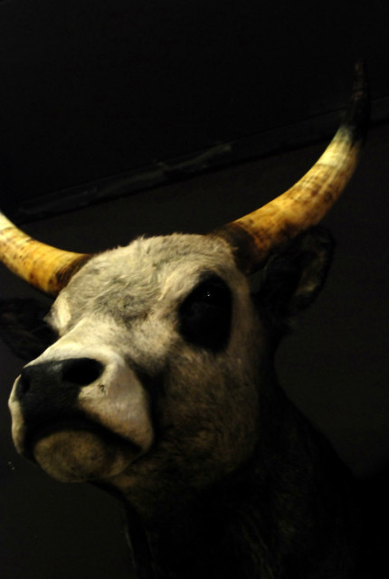 Unique stuffed head of a Hongarian Bull.