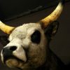 Unique stuffed head of a Hongarian Bull.