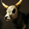 Unique stuffed head of a Hongarian Bull.