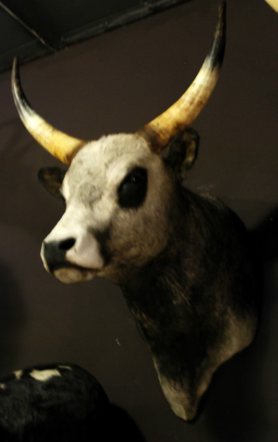 Unique stuffed head of a Hongarian Bull.